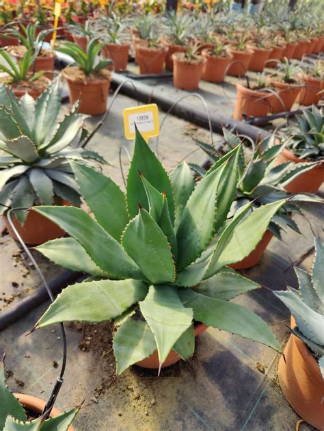 agave albescens
